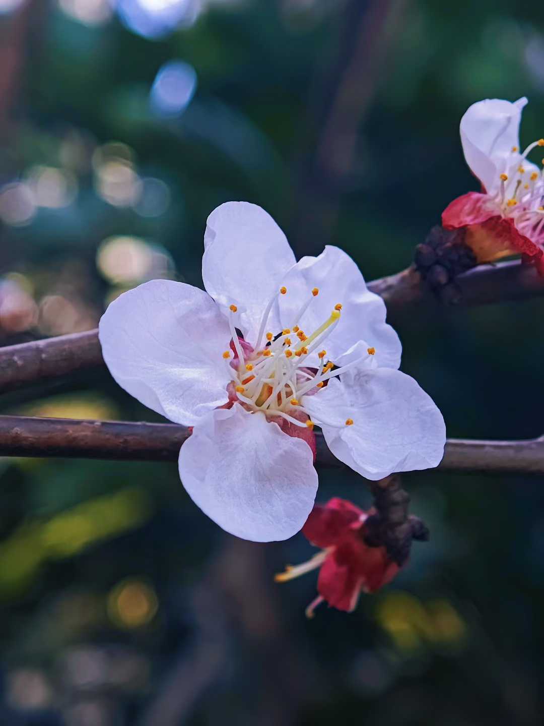 春城昆明・春至繁花